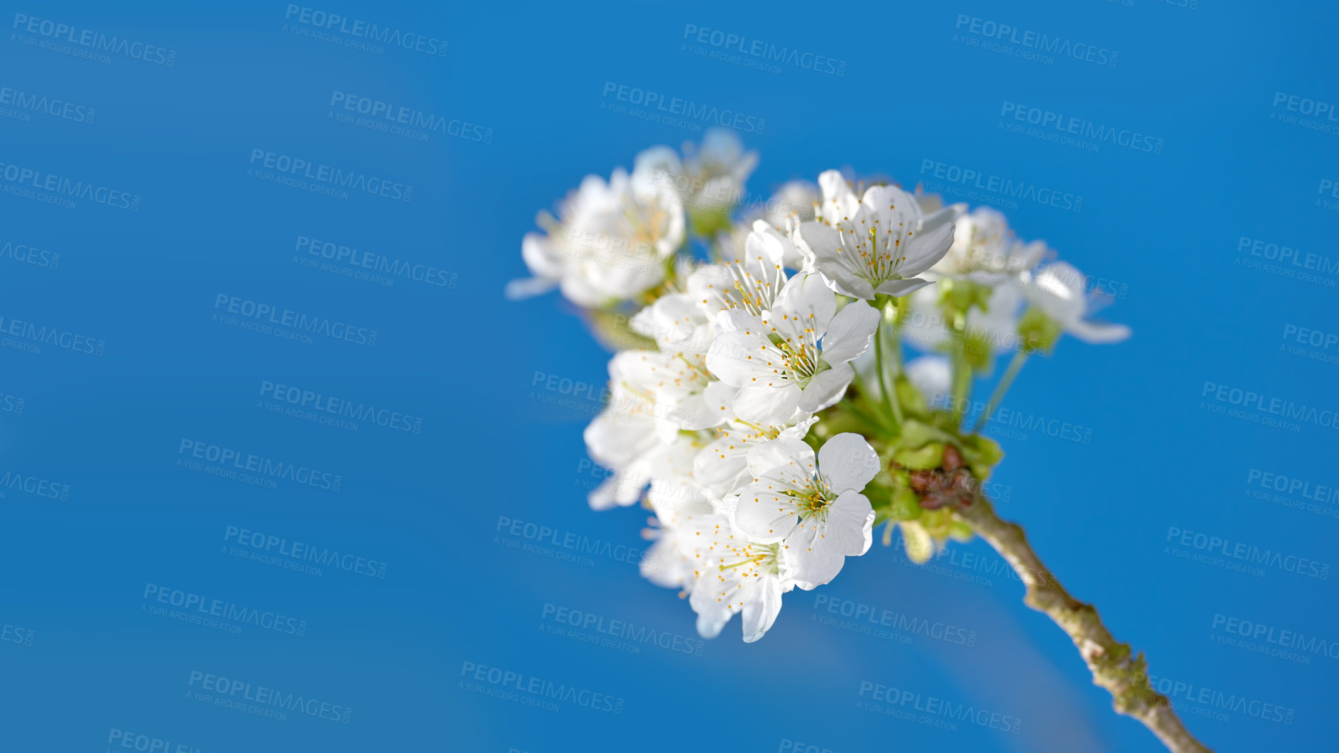 Buy stock photo White mirabelle or Prunus Domestica flowers blossoming on a plum tree in a garden from below. Closeup of fresh and delicate fruit plants growing in spring against a blue sky background with copyspace