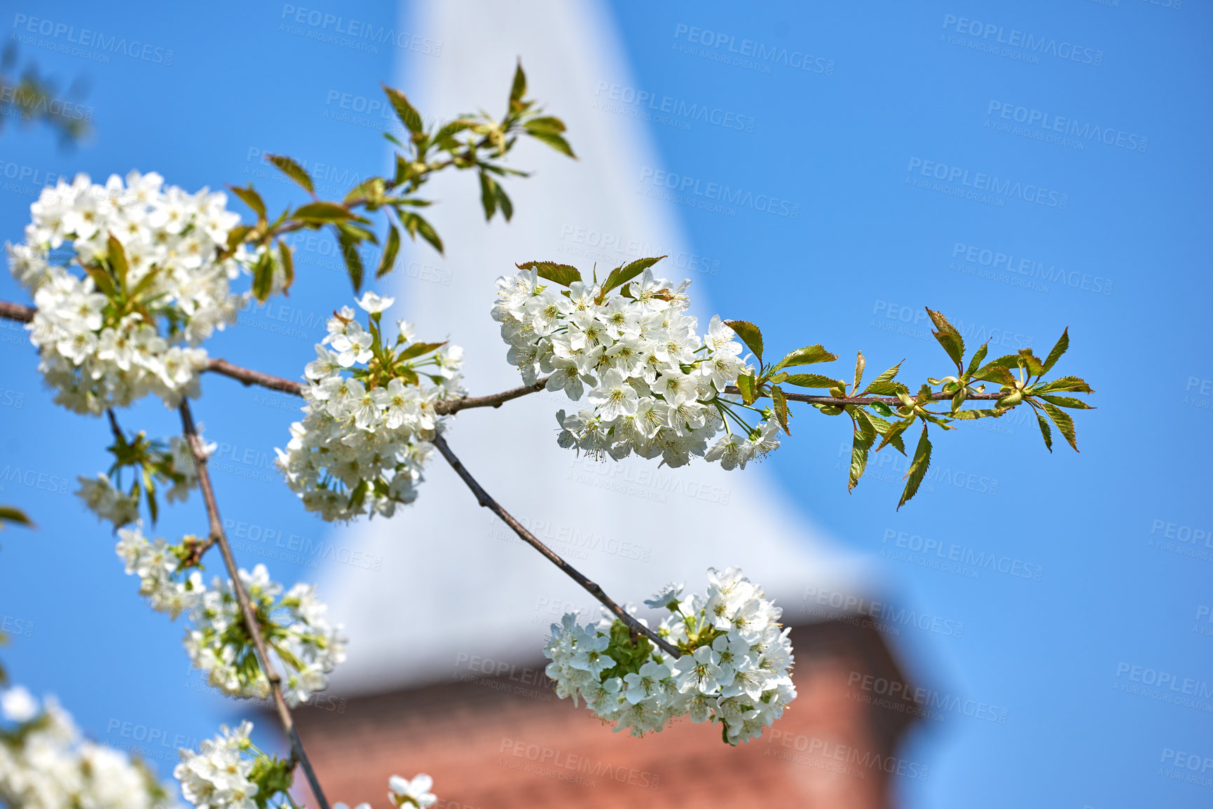 Buy stock photo Closeup of Mirabelle flowers blooming in spring against blur blue sky background. Pretty white flower twigs blossoming near small town. Detail of a flowering plum tree near a church courtyard or park