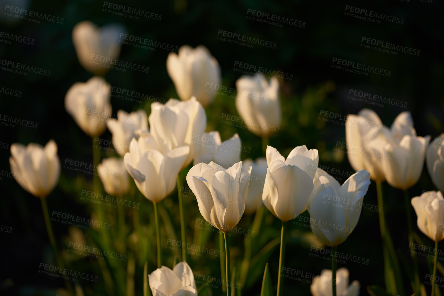 Buy stock photo Tulips, spring flowers and nature blossom in garden with white, plant or bloom for morning growth. Environment, floral bush and fresh, lush petals in forest for ecology or botany in countryside