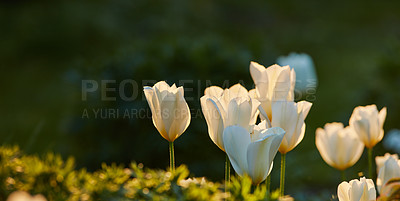 Buy stock photo Tulips, spring flowers and nature bloom in garden with white, plant or blossom for morning growth. Environment, floral bush and fresh, lush petals in forest for ecology or botany in countryside