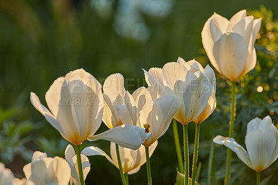 Buy stock photo Tulips, spring flowers and nature environment in garden with white, plant or blossom for morning growth. Bloom, floral bush and fresh, lush petals in forest for ecology or botany in countryside