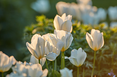 Buy stock photo Tulips, spring flowers and environment in garden with white, plant or blossom for morning growth. Nature bloom, floral bush and fresh, lush petals in forest for ecology or botany in countryside