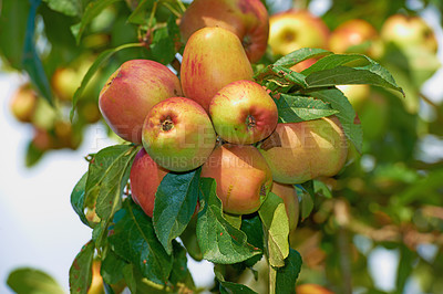 Buy stock photo Garden, apples and organic fruit on tree with leaves and agriculture for sustainable farm. Nature, fresh and healthy food for farming plants, produce growth and natural fiber for nutrition or picking