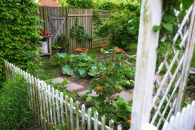 Buy stock photo A beautiful garden in a backyard of a house or home with a wooden fence around it. Lush green botanical plants growing in a yard with a path and clay pots. Serene, peaceful, and tranquil outdoor