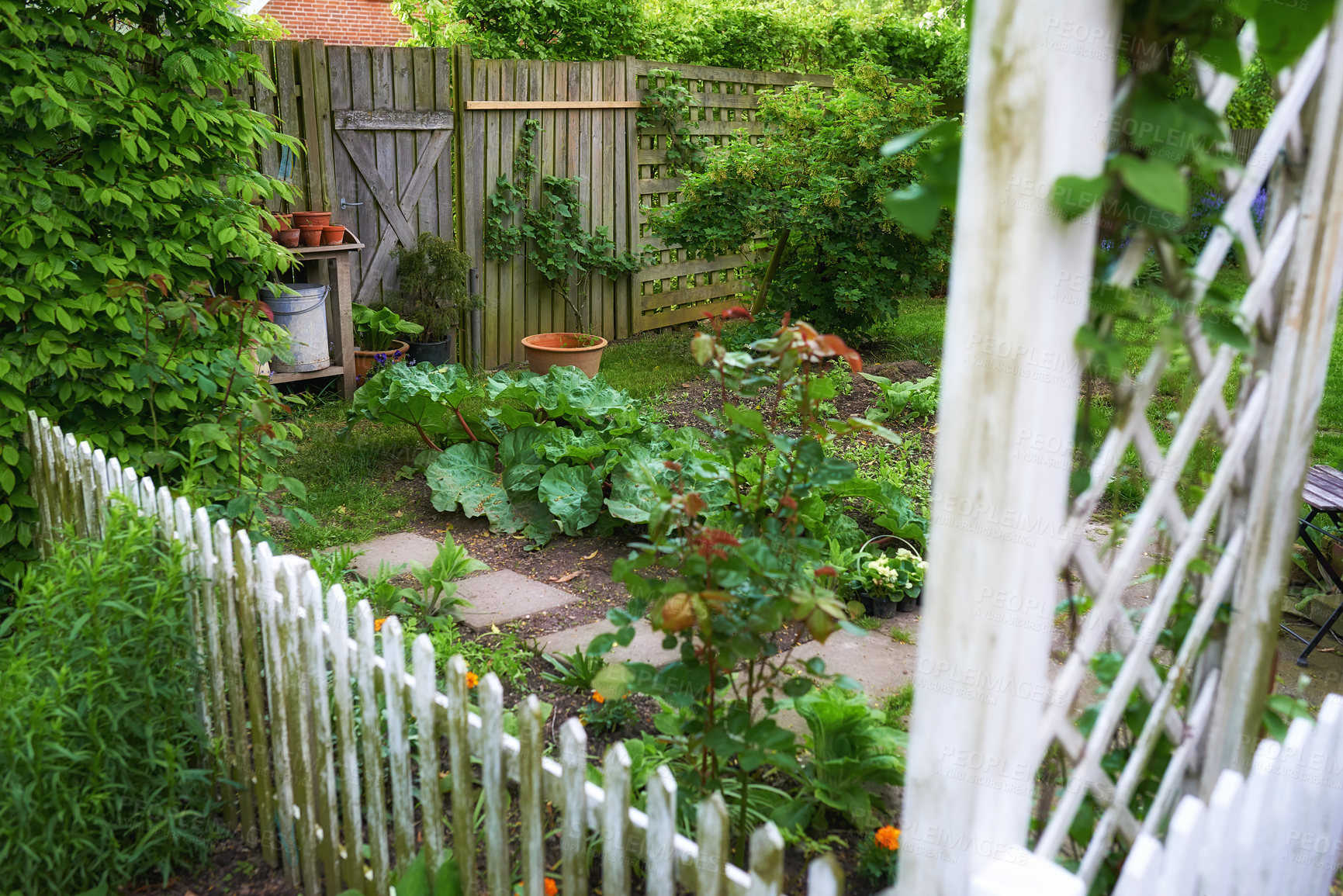 Buy stock photo A beautiful garden in a backyard of a house or home with a wooden fence around it. Lush green botanical plants growing in a yard with a path and clay pots. Serene, peaceful, and tranquil outdoor