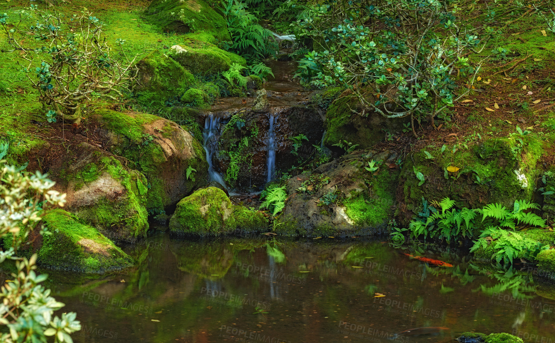 Buy stock photo A landscape of the tropical waterfall falls and a small crystal clear pond, peaceful dense tropical rainforest. Serene view of nature, water flowing through small stream in green wood after rainfall