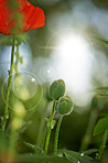 Poppies blooming