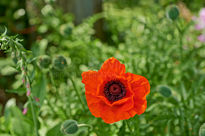 Buy stock photo Poppy, petals and autumn bush in nature garden with red, flower or blossom for morning growth. Environment, floral plant and botany, bloom and landscape in field for ecology or countryside ecosystem