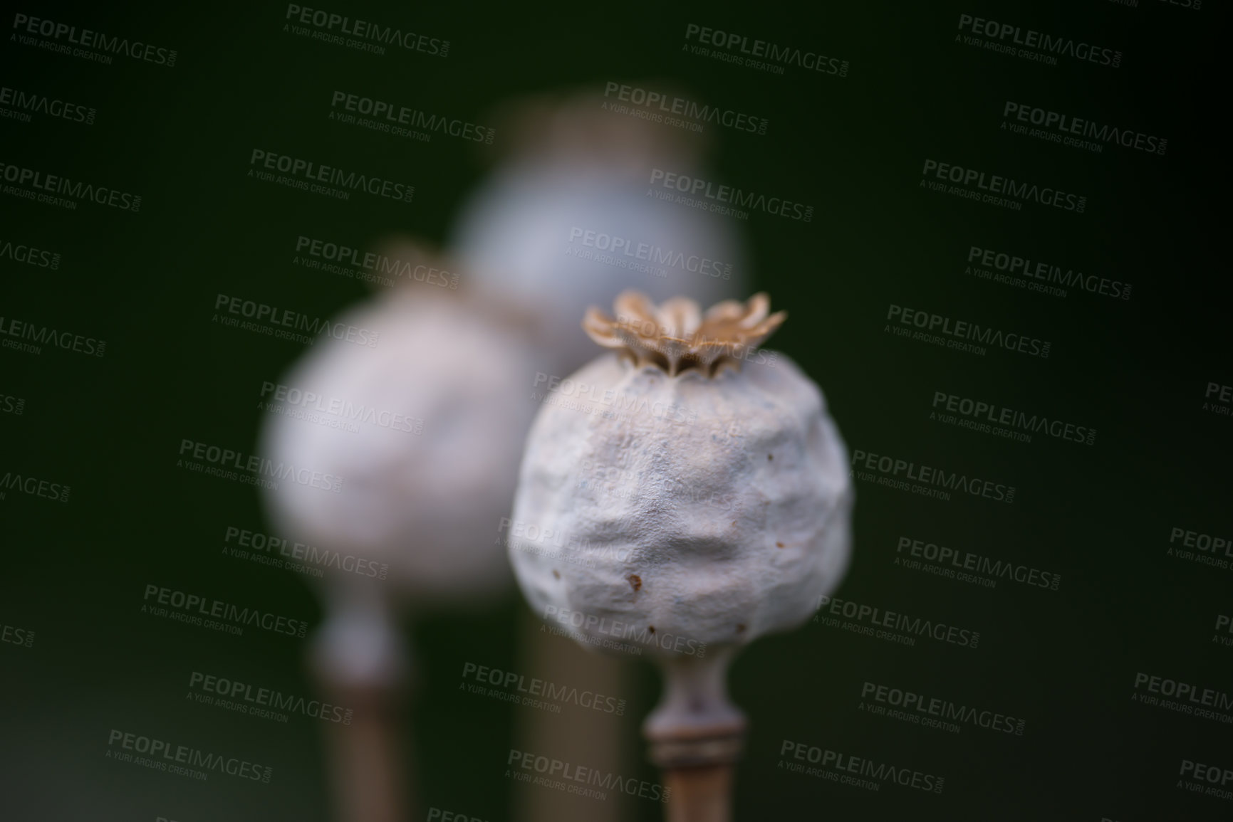 Buy stock photo Growth, nature and sustainability with poppies on black background for budding narcotics industry. Flower, growing and spring with opium plant outdoor for morphine, codeine or heroin production