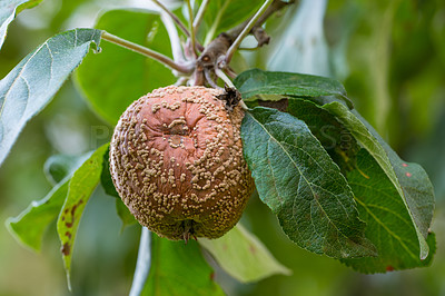 Buy stock photo Outdoor, tree and rotten apple in nature, moldy and bacteria, decay of fruit, moisture and environment. Fungi, leaves and growth of microorganisms, warm temperature and organic rot in countryside