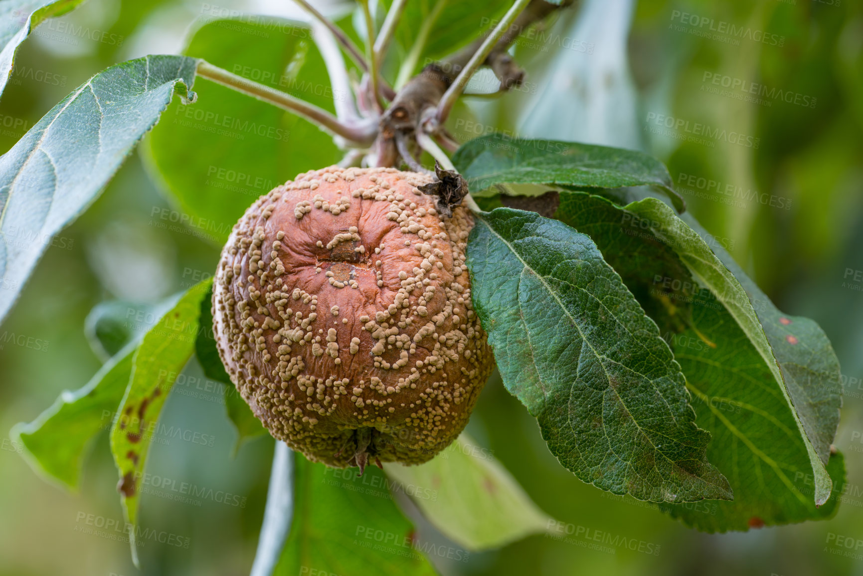 Buy stock photo Outdoor, tree and rotten apple in nature, moldy and bacteria, decay of fruit, moisture and environment. Fungi, leaves and growth of microorganisms, warm temperature and organic rot in countryside