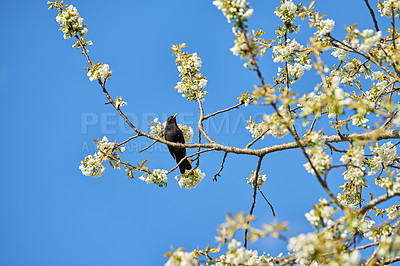 Buy stock photo Common blackbird on a plum tree branch with blossoming white mirabelle flowers. Below view of a wild thrush bird perched in a home garden. Delicate spring plants blooming and flowering in a backyard