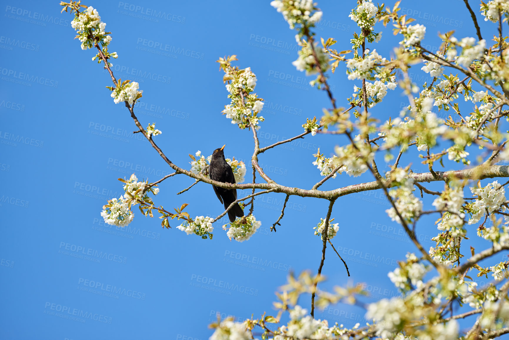 Buy stock photo Common blackbird on a plum tree branch with blossoming white mirabelle flowers. Below view of a wild thrush bird perched in a home garden. Delicate spring plants blooming and flowering in a backyard