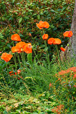 Buy stock photo Poppy, flowers and autumn bush in nature ecosystem with colorful, petals or blossom for morning growth. Environment, floral garden and botany, bloom and landscape for ecology or countryside plant