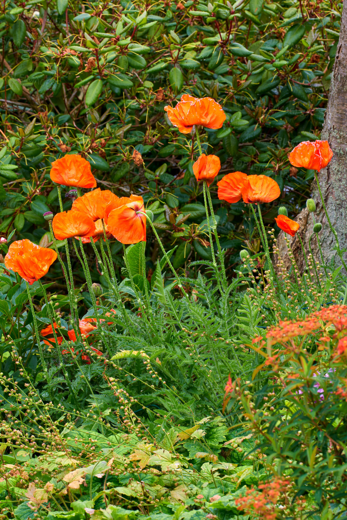 Buy stock photo Poppy, flowers and autumn bush in nature ecosystem with colorful, petals or blossom for morning growth. Environment, floral garden and botany, bloom and landscape for ecology or countryside plant