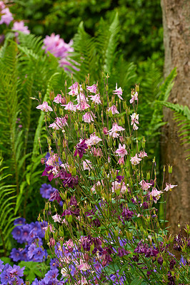 Buy stock photo A bush of columbine flowers in a garden outside with copy space. Closeup of pink and purple aquilegia blooms growing in nature against a blurred background in a park or backyard in summer