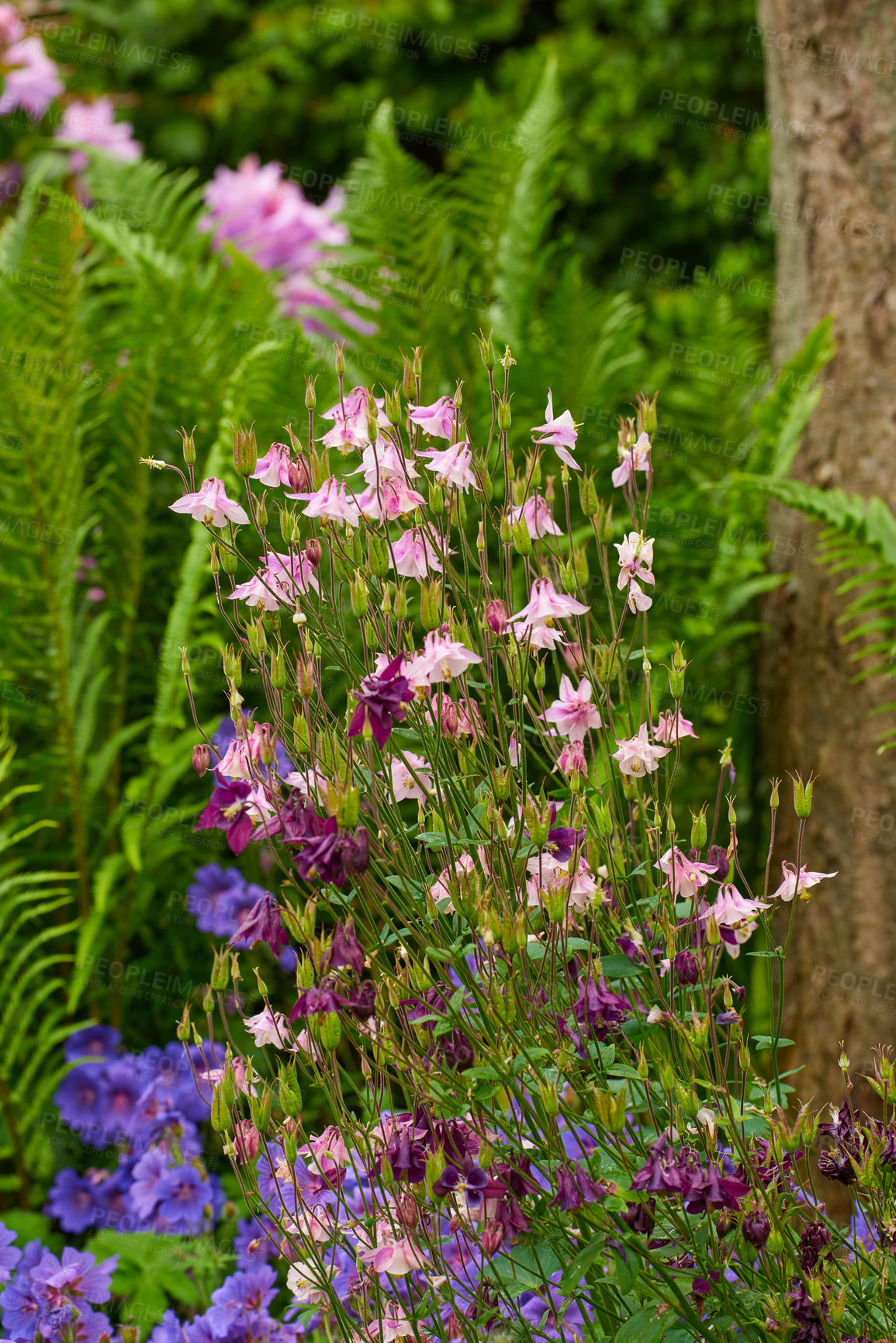 Buy stock photo A bush of columbine flowers in a garden outside with copy space. Closeup of pink and purple aquilegia blooms growing in nature against a blurred background in a park or backyard in summer