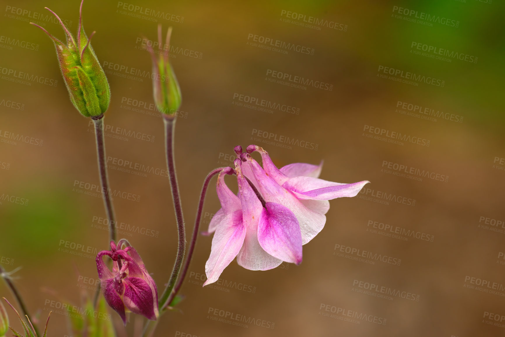 Buy stock photo A beautiful Jewel Flower blooming in the blurred background. Closeup of jewel flower blossom at a high elevation with the focus on the petals and buds of the flower. Rare beautiful flower blooming.