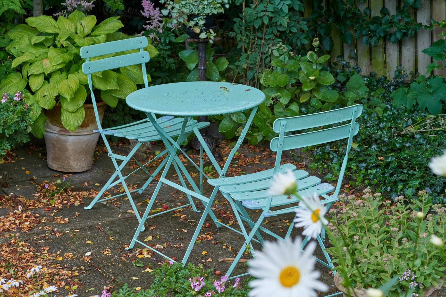 Buy stock photo Chairs and a table with blossoming plants in a park or private patio outdoors. Empty seating in a lush green garden to relax and enjoy a picnic or fresh and stressless day in nature during spring