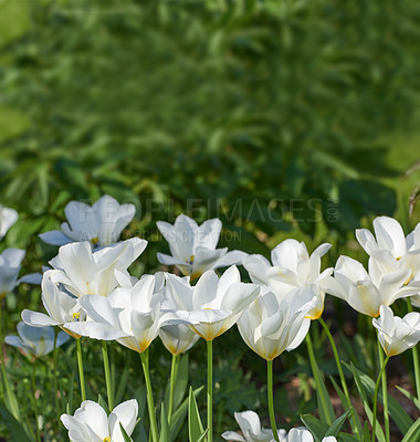 Buy stock photo Tulip, spring blossom and flower closeup in garden with white, flowers or bloom for morning growth. Nature, floral bush and fresh, lush petals in forest ecosystem for ecology or botany in countryside