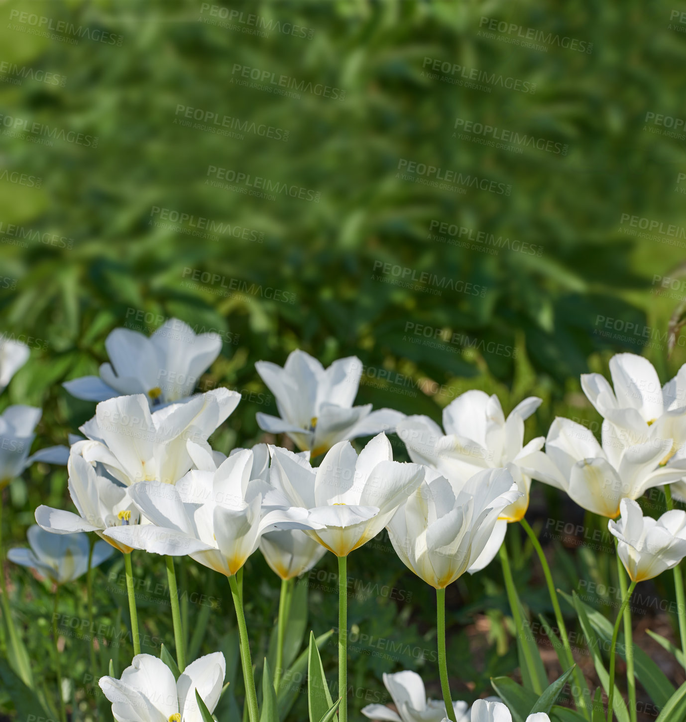 Buy stock photo Tulip, spring blossom and flower closeup in garden with white, flowers or bloom for morning growth. Nature, floral bush and fresh, lush petals in forest ecosystem for ecology or botany in countryside