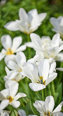 Buy stock photo Tulip, spring bloom and flower closeup in garden with white, flowers or blossom for morning growth. Nature, floral bush and fresh, lush petals in forest ecosystem for ecology or botany in countryside