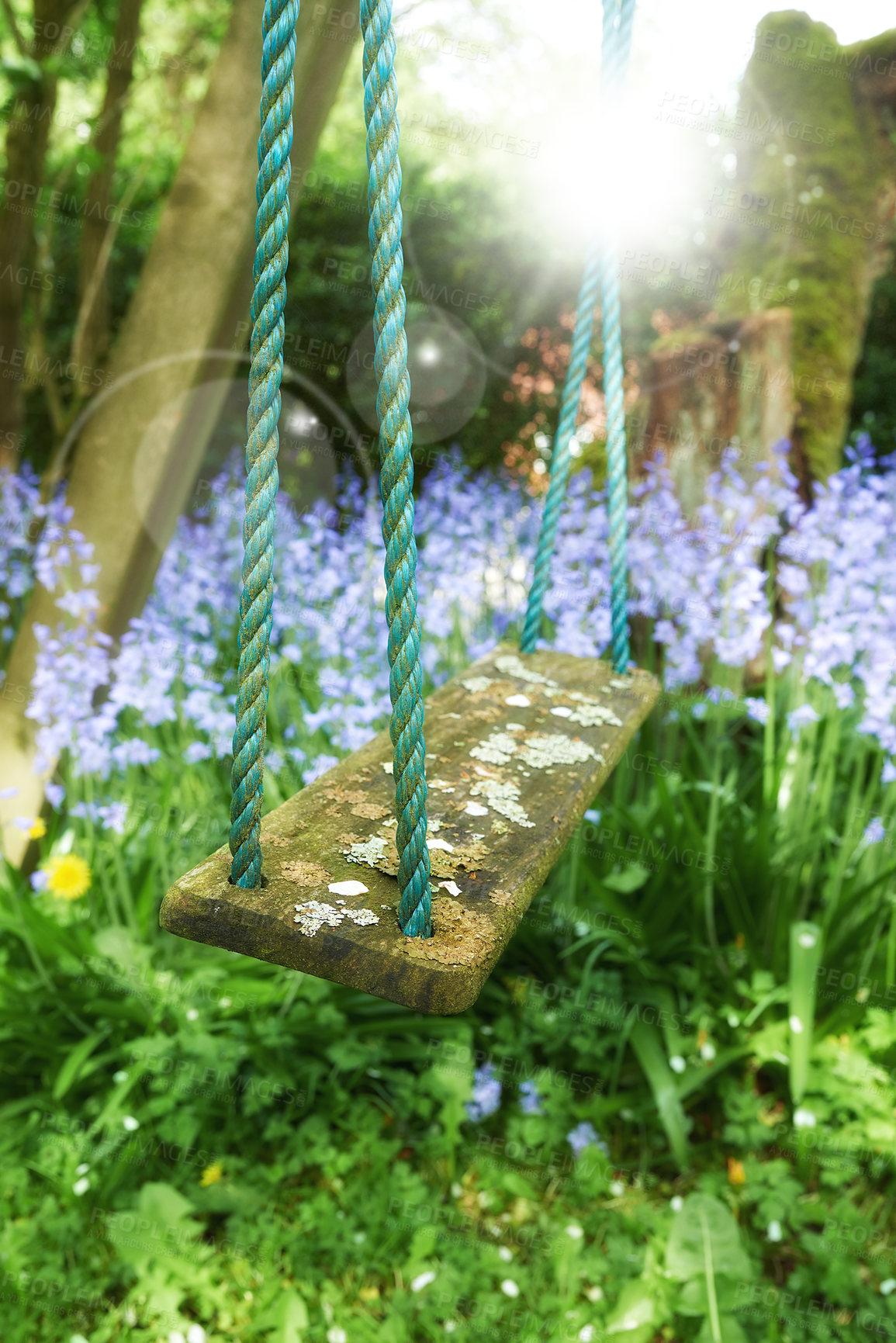 Buy stock photo Closeup of a fun wooden tree swing hanging on nylon rope in a serene, peaceful private backyard at home. Lens flare background, purple lavender plants, flowers growing in an empty and tranquil garden