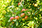 Fresh apple in the garden