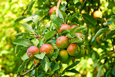 Buy stock photo Environment, orchard and apple on tree in nature for cultivation, harvest and agriculture. Sustainability, plant and spring with fruit growth in countryside for season, farming and gardening