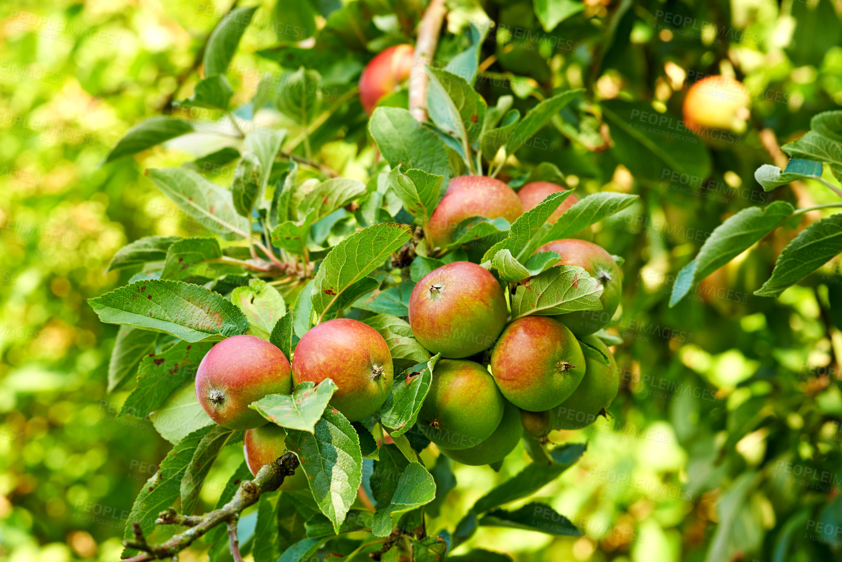 Buy stock photo Environment, orchard and apple on tree in nature for cultivation, harvest and agriculture. Sustainability, plant and spring with fruit growth in countryside for season, farming and gardening