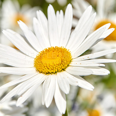 Buy stock photo Closeup of a white daisy flower growing in a garden in summer with blurred background. Marguerite plants blooming in botanical garden in spring. Bunch of cheerful wild flower blooms in the backyard