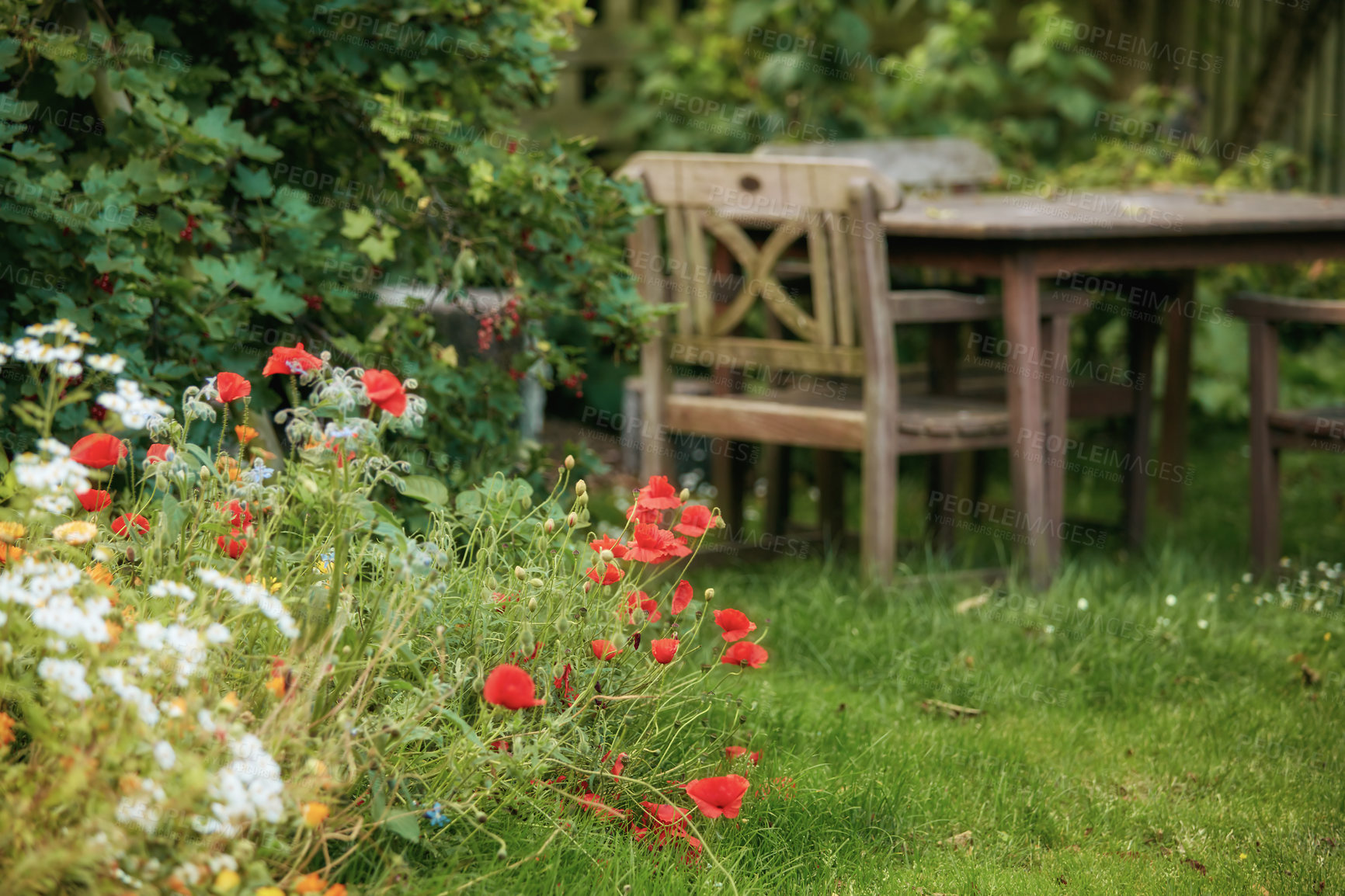 Buy stock photo Flower yard with antique wooden chair and table. Sitting area in the backyard garden with antique wooden furniture. The landscape of the garden flowers with plants and trees on a summer day.