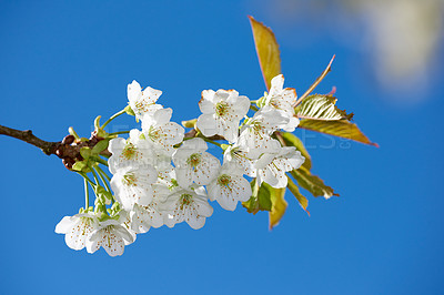 Buy stock photo Closeup of a branch of white apple blossoms against a blue sky background. Low angle of delicate blossoming fruit tree in spring. Blooming mirabelle plum tree growing in a garden on a summer day