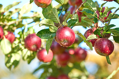 Buy stock photo Farming, growth and apple on tree in nature for cultivation, orchard harvest and agriculture. Sustainability, plant and spring with fruit in countryside for season, environment and gardening