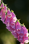 Colorful foxgloves - digitalis purpurea