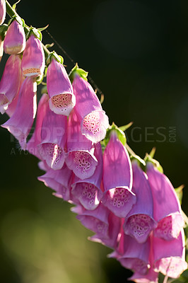 Buy stock photo Macro view of colorful pink foxglove flowers blossoming, growing in a remote field or home garden. Closeup of a group of delicate, fresh summer plants blooming, flowering on a green stem in a backyard