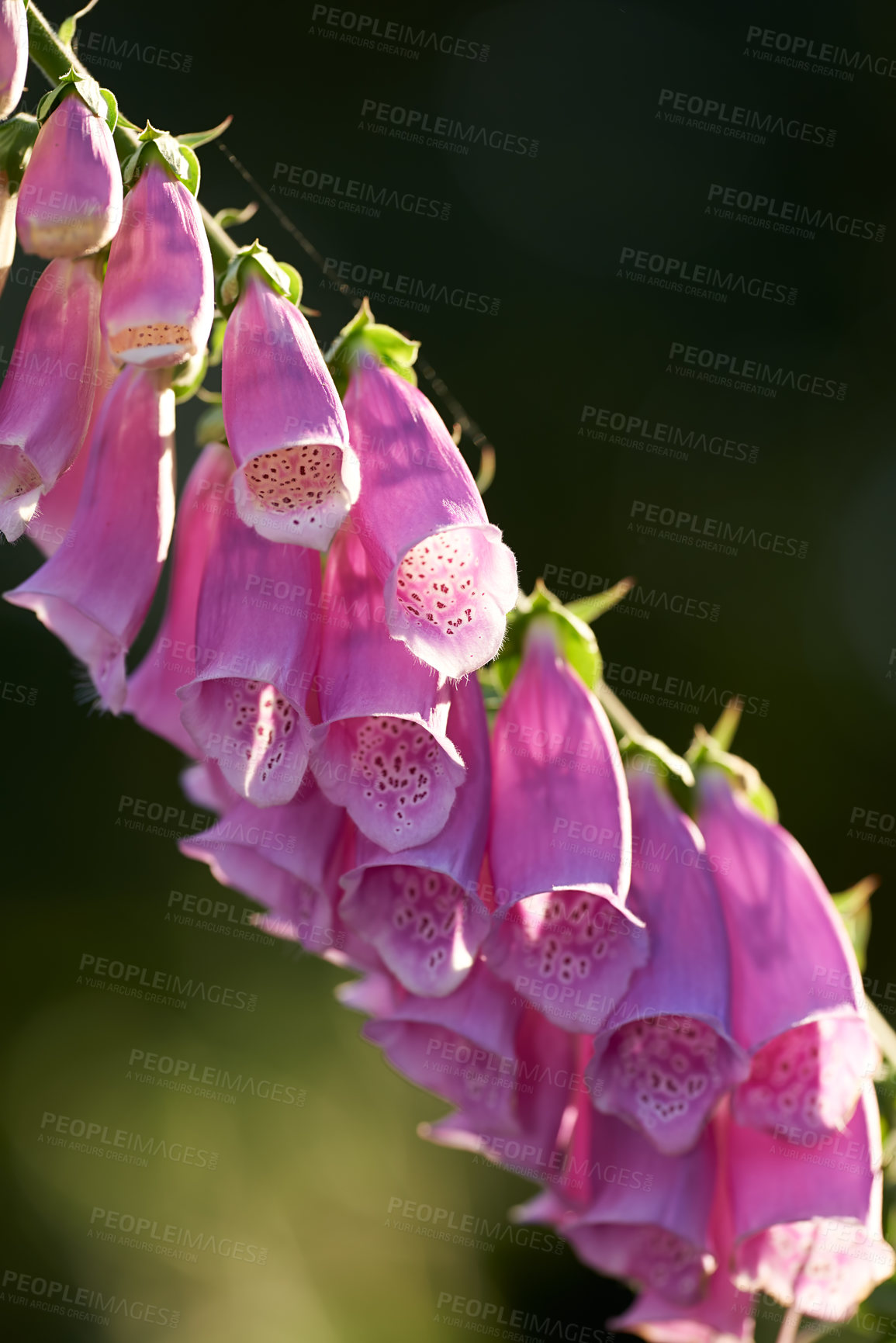 Buy stock photo Macro view of colorful pink foxglove flowers blossoming, growing in a remote field or home garden. Closeup of a group of delicate, fresh summer plants blooming, flowering on a green stem in a backyard