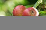 Fresh apple in the garden