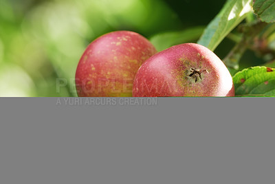 Buy stock photo Apple, nature and fruit with mockup space for natural production, agriculture or harvest on farm. Closeup, banner or organic food on tree for fresh produce, sustainability or vitamins in countryside