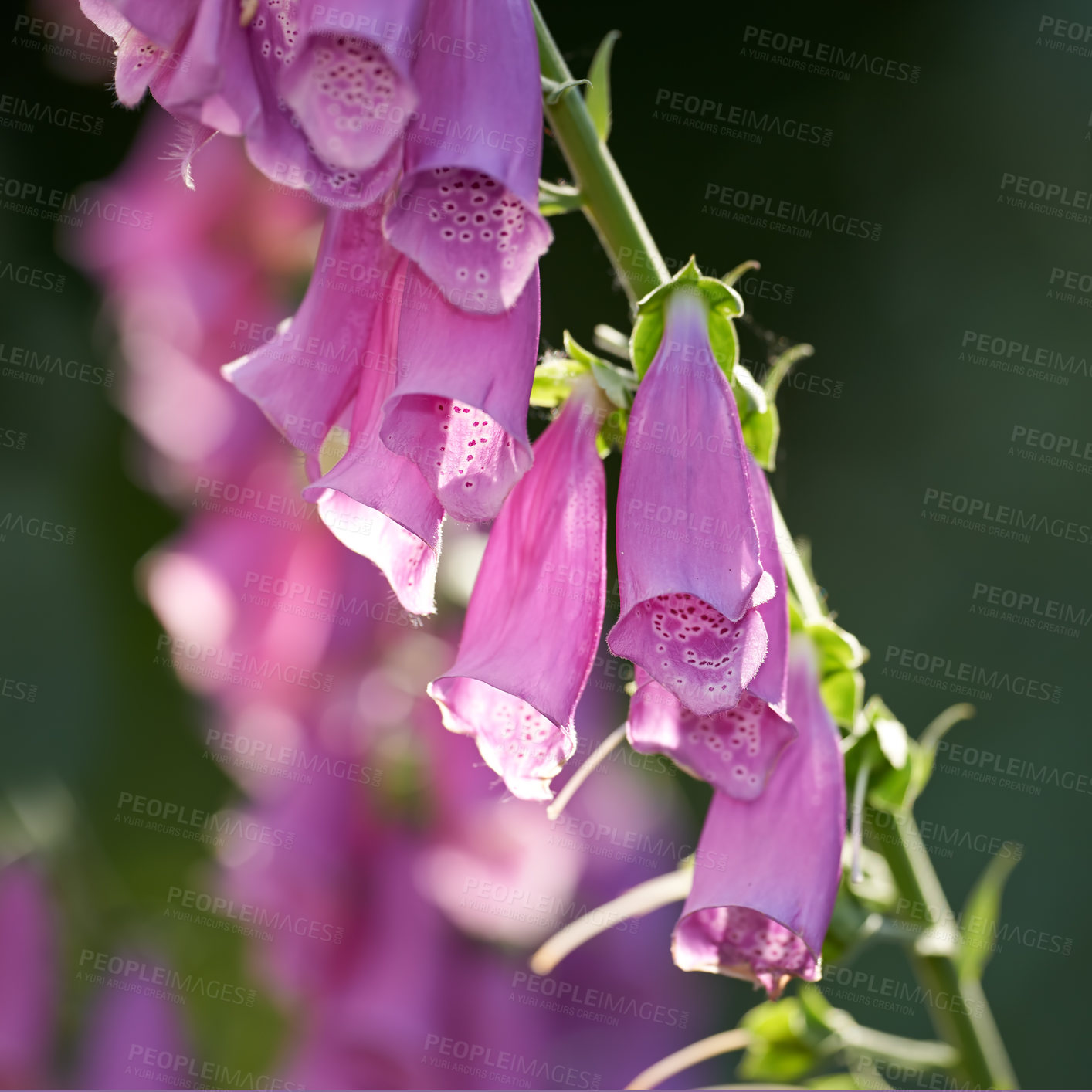 Buy stock photo Purple Foxgloves blooming in its natural environment in summer. Digitalis purpurea growing in a botanical garden in nature. Flowering plants blossoming in a field in spring. Flora flourishing in yard