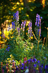 Colorful foxgloves - digitalis purpurea