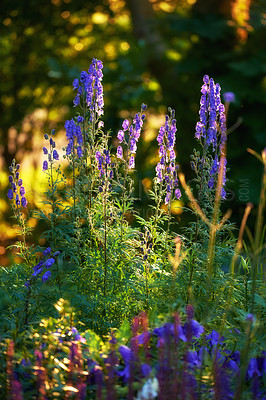 Buy stock photo Vibrant, purple foxglove flowers blossoming and growing in a remote field or home garden with bokeh copyspace. Group of delicate, digitalis purpurea plants blooming and flowering on stems in backyard