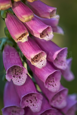 Buy stock photo Closeup of purple Foxglove flowers growing in a garden Beautiful flowers in full bloom on blur background. Texture of flower petals glowing in the spring sunlight. A botanical plant thriving in nature