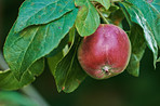 Fresh apple in the garden