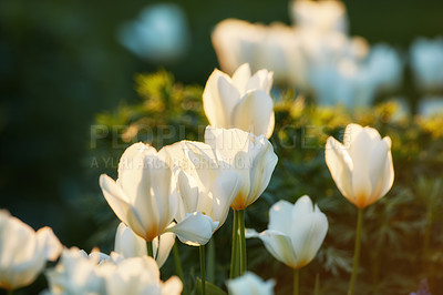 Buy stock photo Outdoor, garden and landscape with flowers for sustainability at for conservation and green environment. Blossom, white tulips and roses or plants for nature reserve, ecology and growth at park