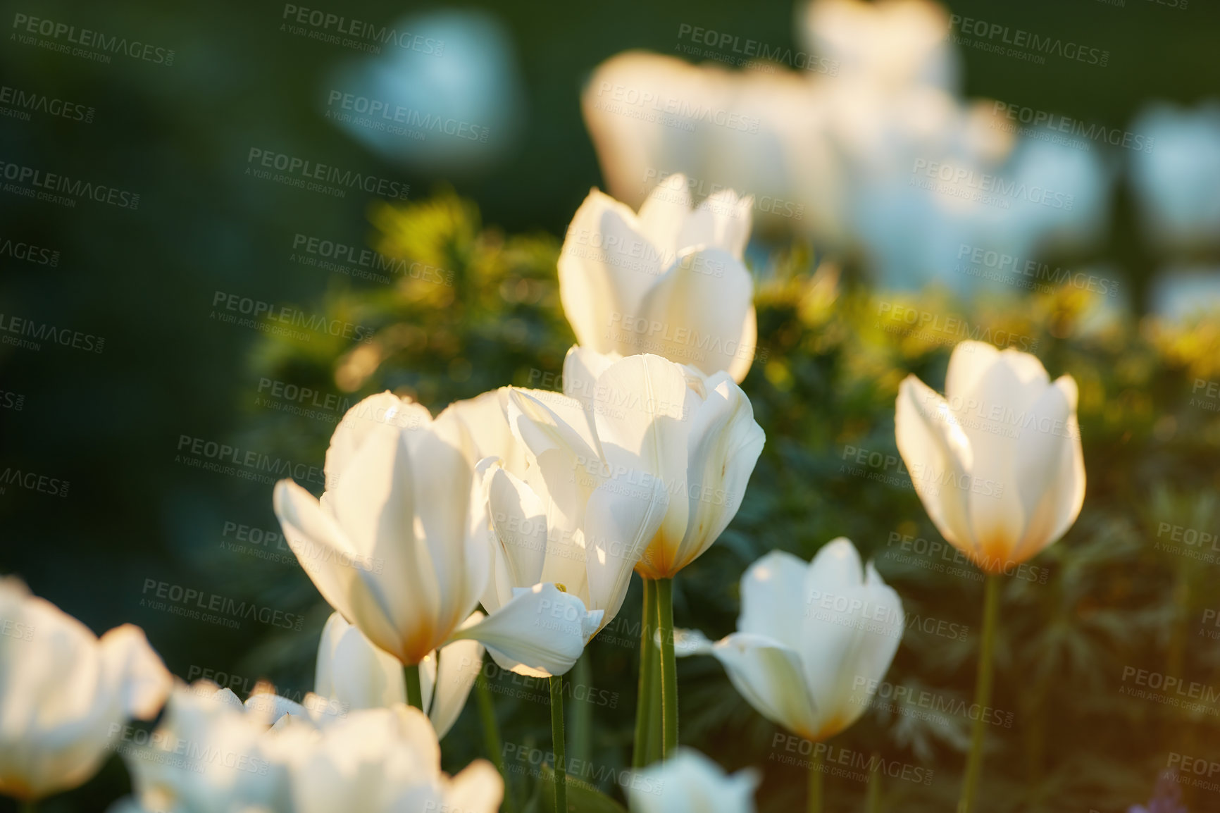 Buy stock photo Outdoor, garden and landscape with flowers for sustainability at for conservation and green environment. Blossom, white tulips and roses or plants for nature reserve, ecology and growth at park