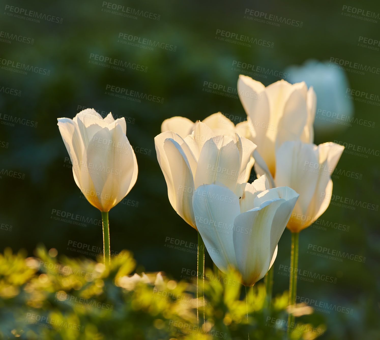 Buy stock photo Season, gardening and tulips with flowers in nature for sustainability, growth and spring environment. Conservation, eco friendly and blossom with plants in park for blooming, ecosystem and meadow