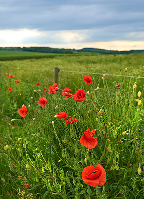 Buy stock photo Environment, gardening and poppy with flowers in field for sustainability, growth and spring season. Conservation, eco friendly and blossom with plants in park for botany, ecosystem and meadow