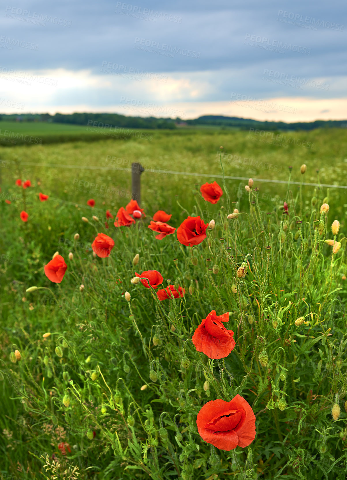 Buy stock photo Environment, gardening and poppy with flowers in field for sustainability, growth and spring season. Conservation, eco friendly and blossom with plants in park for botany, ecosystem and meadow