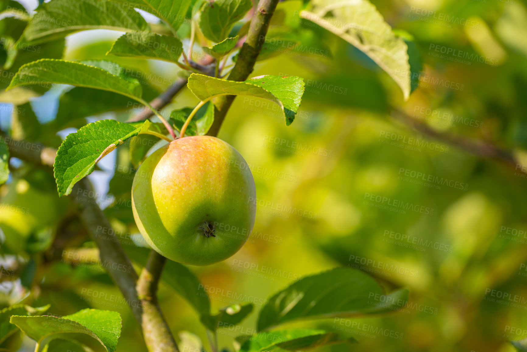 Buy stock photo Fresh apple in the tree